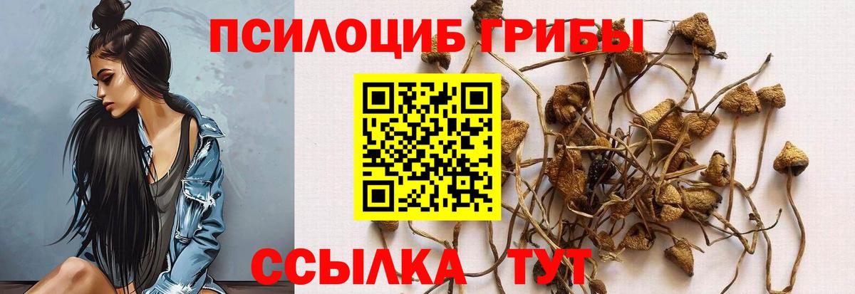 Псилоцибиновые грибы Psilocybe Мурино